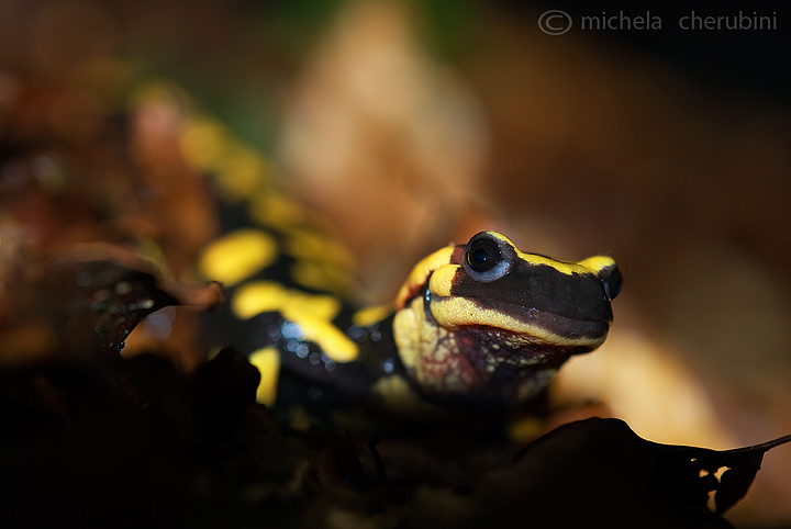 salamandra pezzata